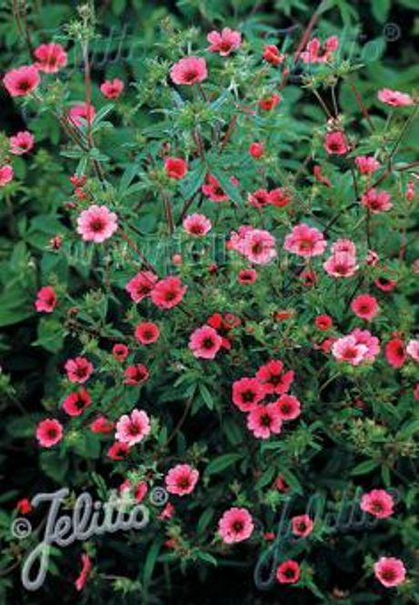 Hovedbilde Nepalmure 'Ron McBeath' - Potentilla nepalensis