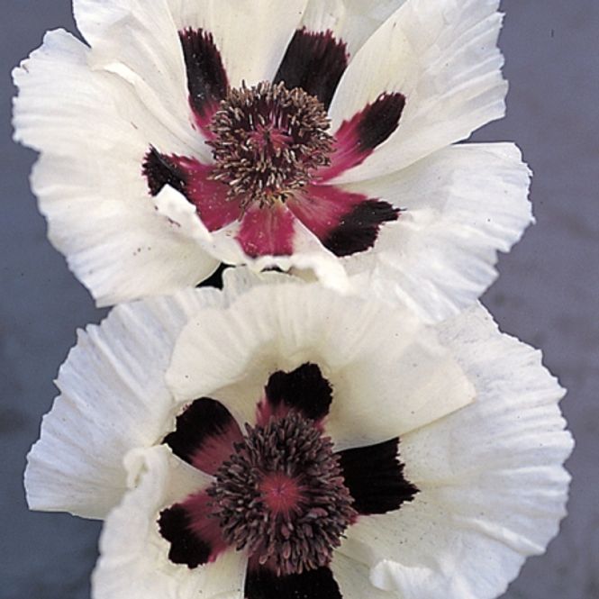 Hovedbilde Orientvalmue 'Choir Boy’ - Papaver orientale