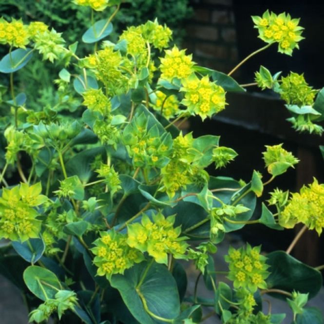 Hovedbilde Hareøre - Bupleurum rotundifolium