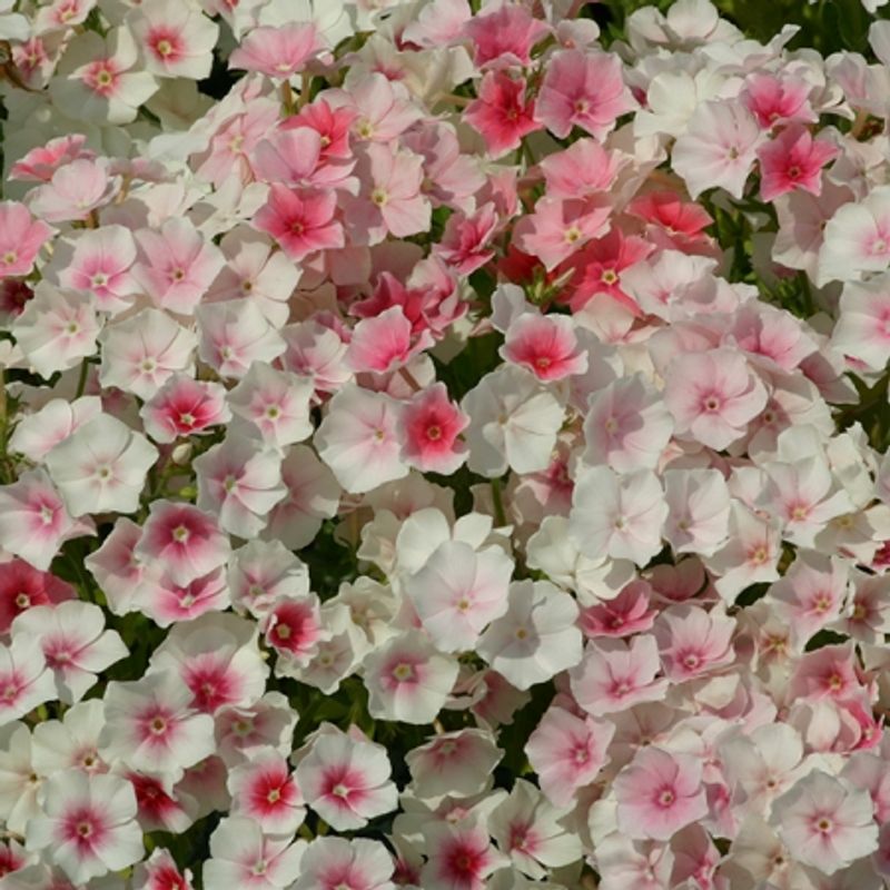 Sommerfloks 'Blushing Bride' - Phlox drummondii