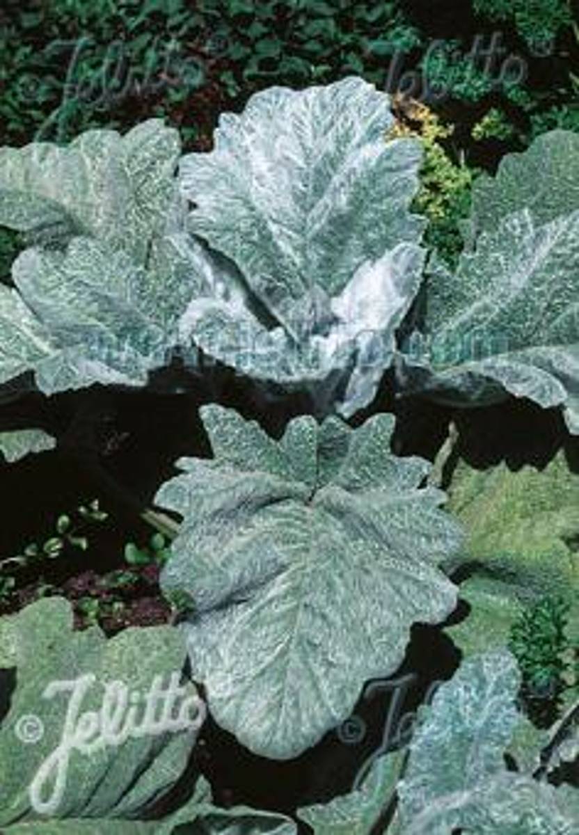 Sølvsalvie - Salvia argentea