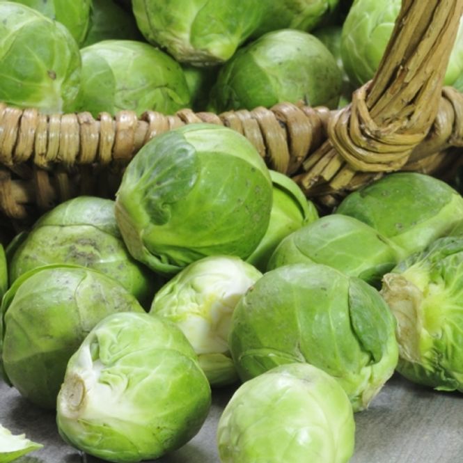 Hovedbilde Rosenkål 'Brilliant' F1 - Brassica oleracea 