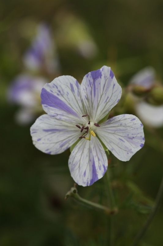 Engstorkenebb 'Splish Splash' - Geranium pratense