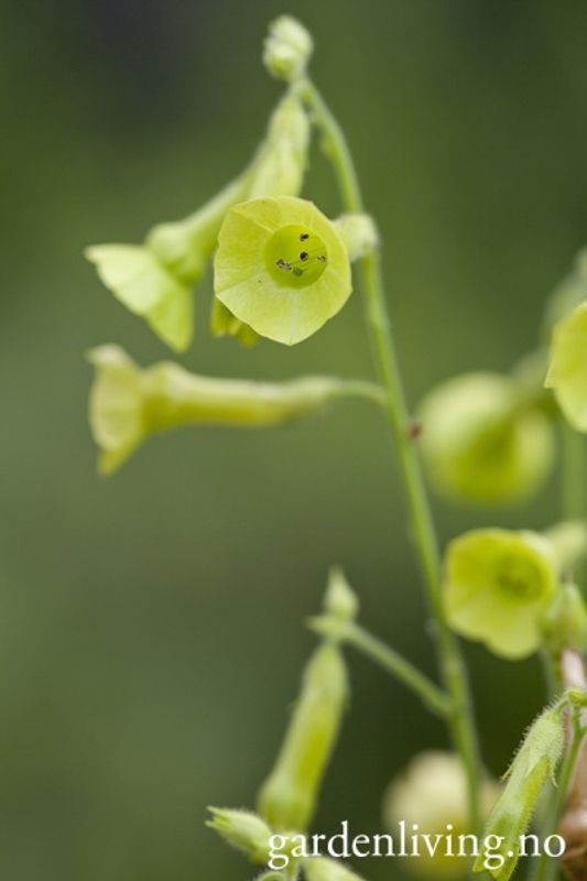Klokketobakk - Nicotiana langsdorfii
