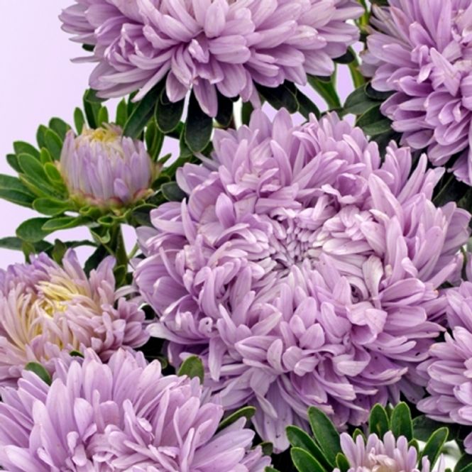 Hovedbilde Sommeraster 'Lilac Mist- Callistephus chinensis