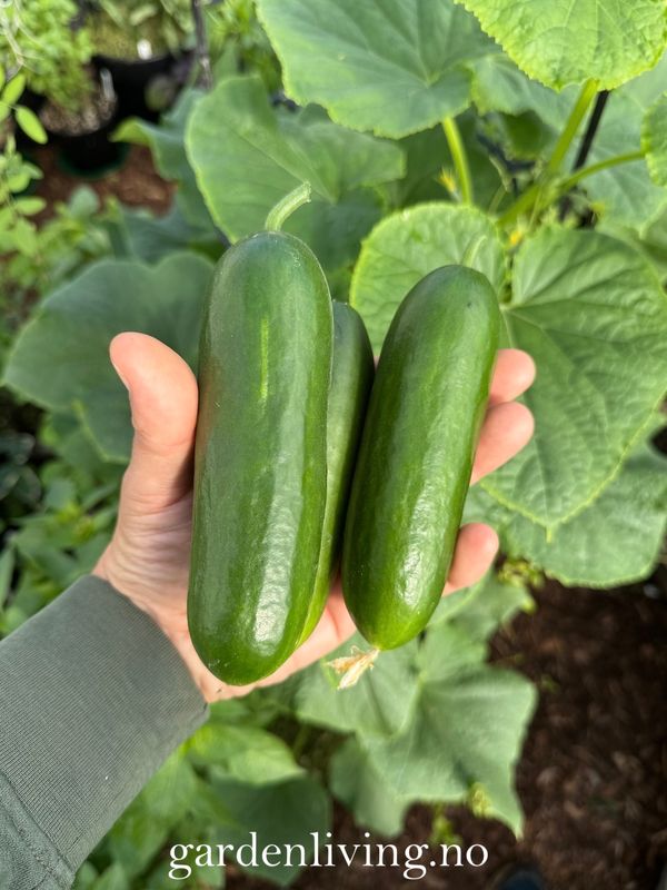 Slangeagurk 'Mini Munch' F1 mini - Cucumis sativus