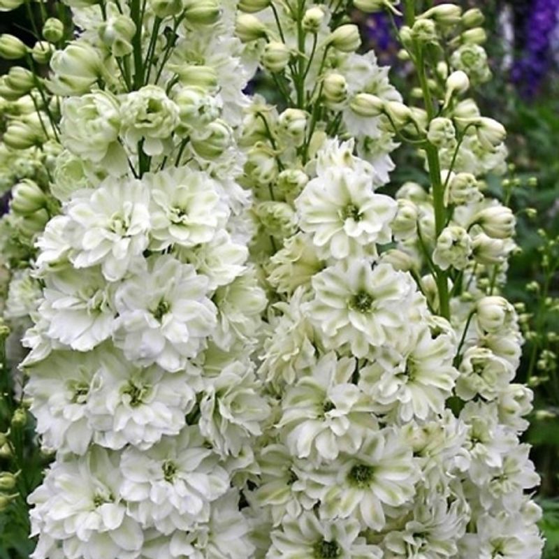 Ridderspore 'Green Twist' - Delphinium 