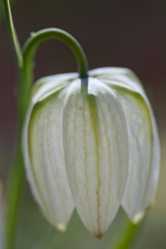 Rutelilje 'Alba' - Fritillaria meleagris - 10 stk