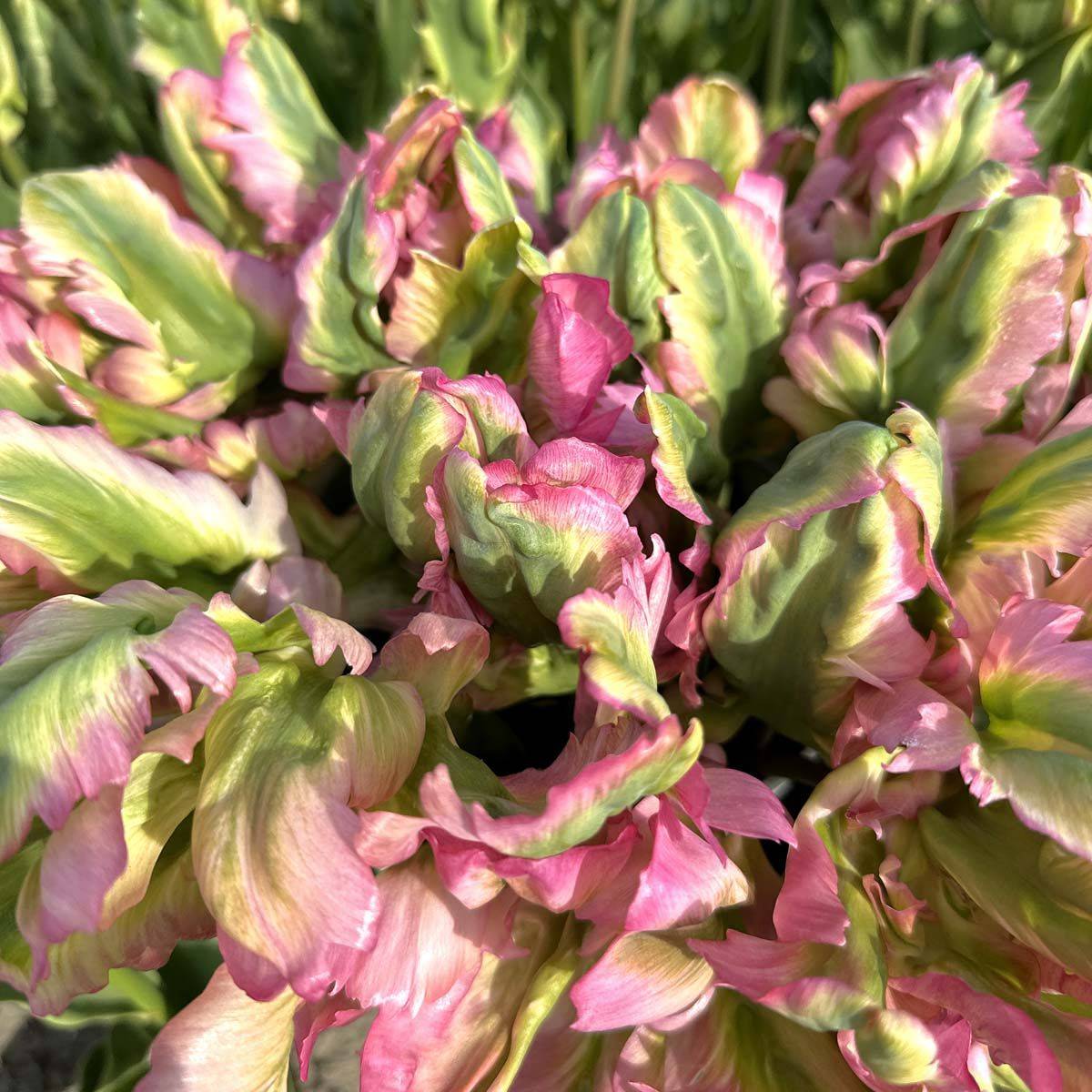 Tulipan 'Green Wave', papegøyeblomstrende - 10 stk