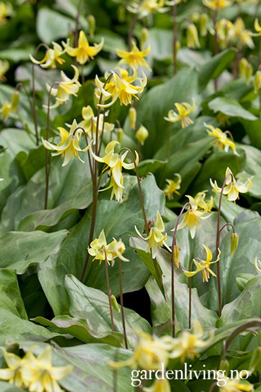 Hundetann ’Pagoda’ - Erythronium - 3 stk