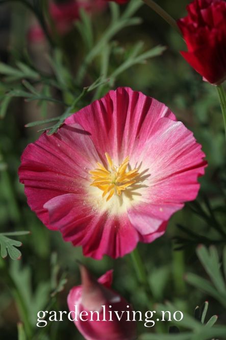 Hovedbilde Kaliforniavalmue 'Appleblossom’ - Eschschoizia ...