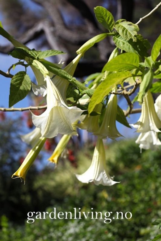 Engletrompet - Brugmansia suaveolens