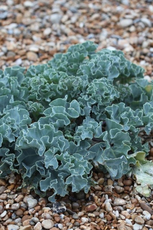 Strandkål - Crambe maritima