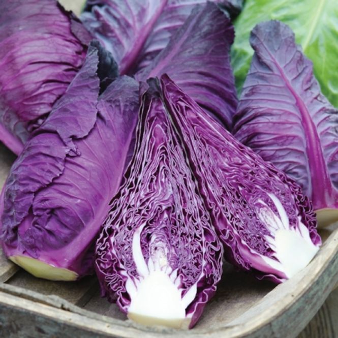 Hovedbilde Spisskål 'Kalibos Improved' - Brassica oleracea 