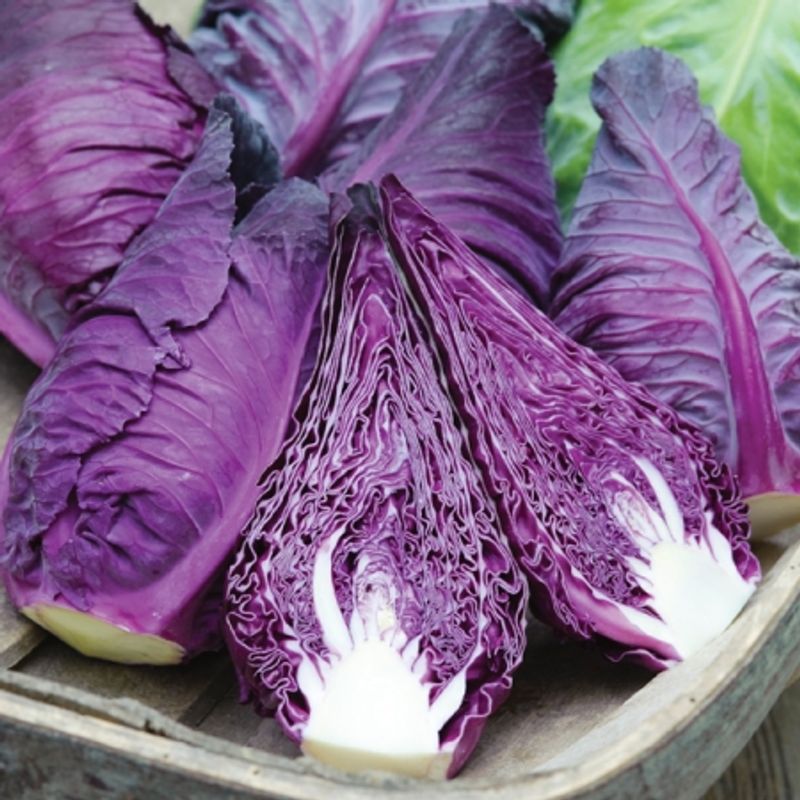 Spisskål 'Kalibos Improved' - Brassica oleracea 