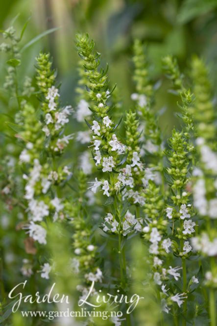 Hovedbilde Isop 'Albus' - Hyssopus officinalis
