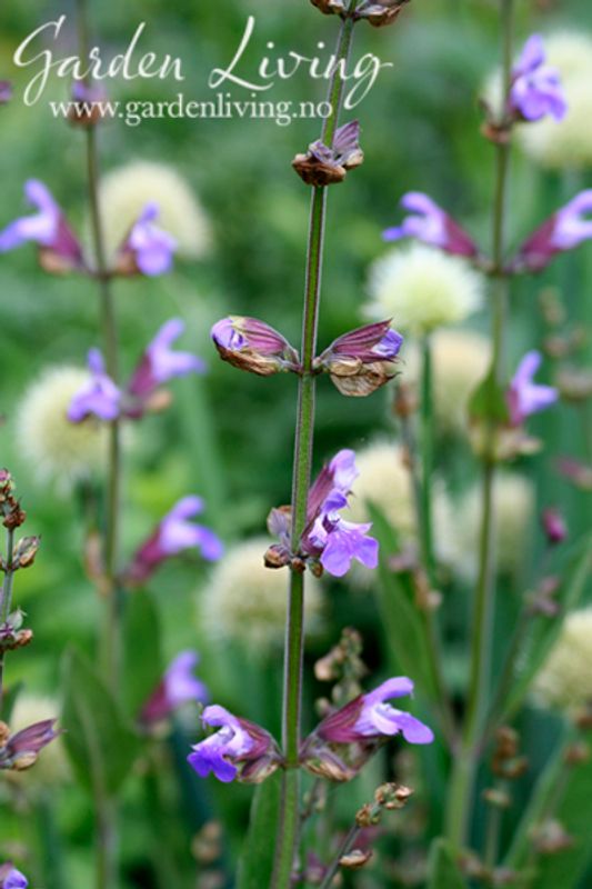 Salvie - Salvia officinalis Organic