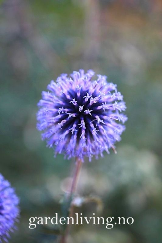Kuletistel 'Platinum Blue' - Echinops ritro