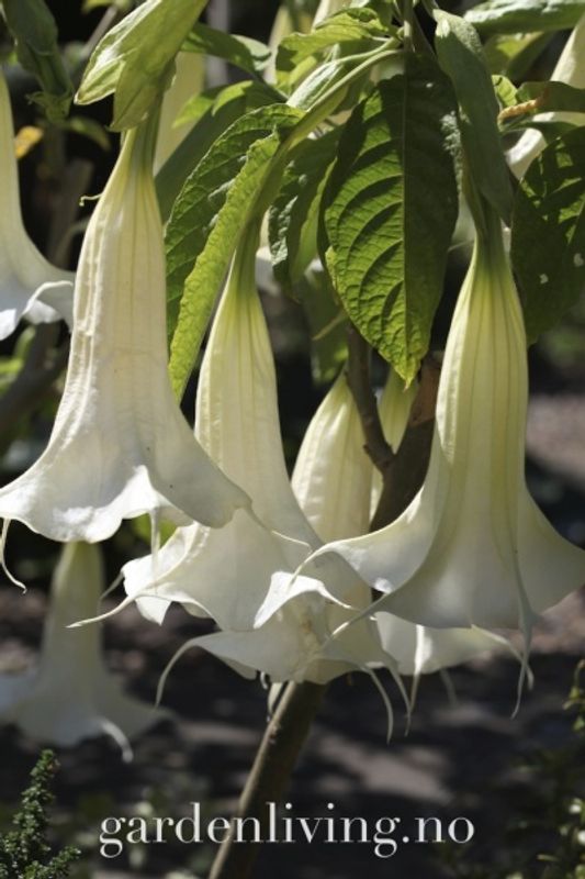 Engletrompet - Brugmansia suaveolens
