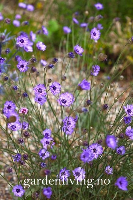 Hovedbilde Rasleblomst 'Cupid's Dart' - Catanache 