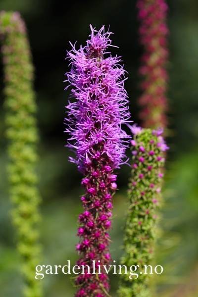 Hovedbilde Akssøyleblomst - Liatris spicata