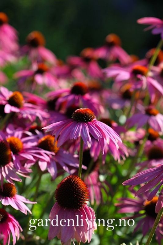 Purpursolhatt 'Bravado’ - Echinacea purpurea 