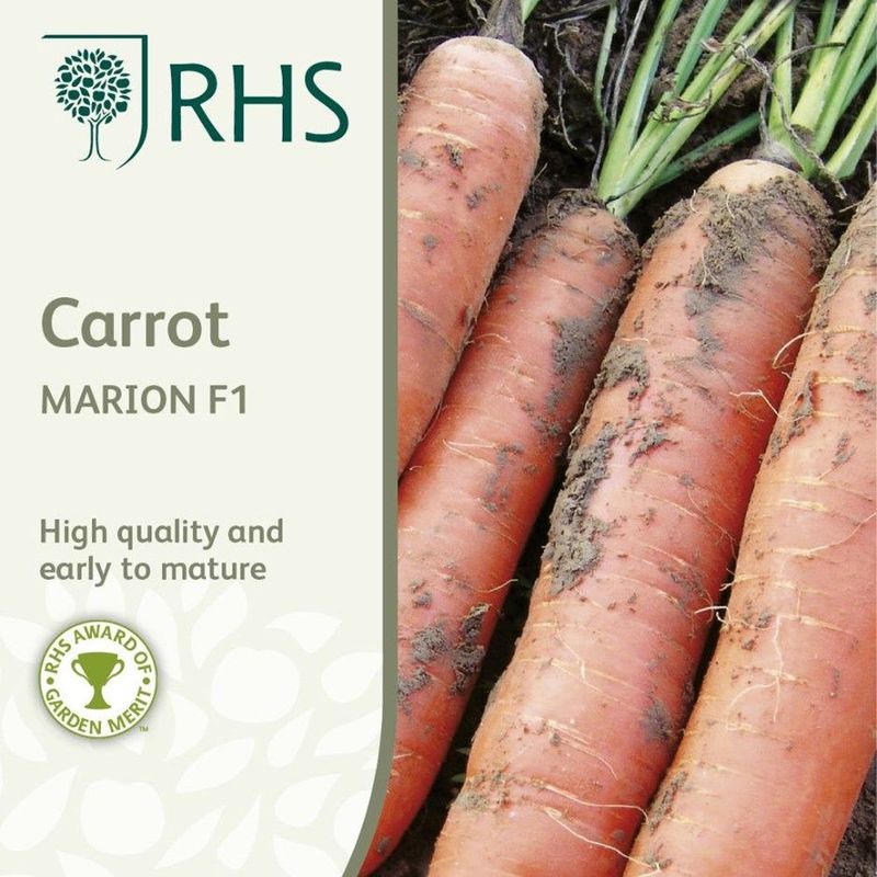 Gulrot 'Marion' F1 - Daucus carota