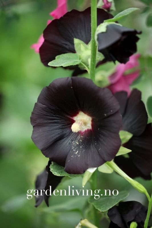 Stokkrose 'Nigra' - Alcea rosea 