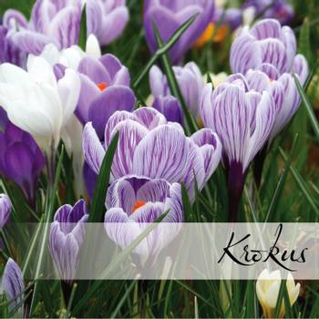 Hovedbilde Krokus - Crocus
