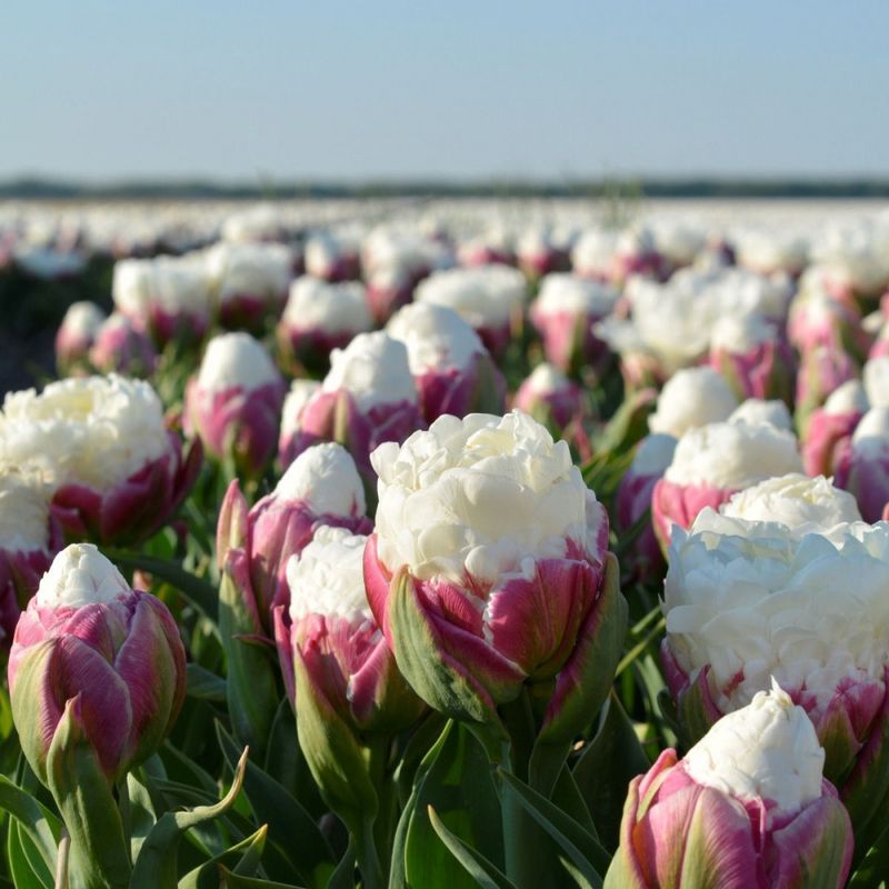 Tulipan 'Ice Cream', sen dobbel - 10 stk