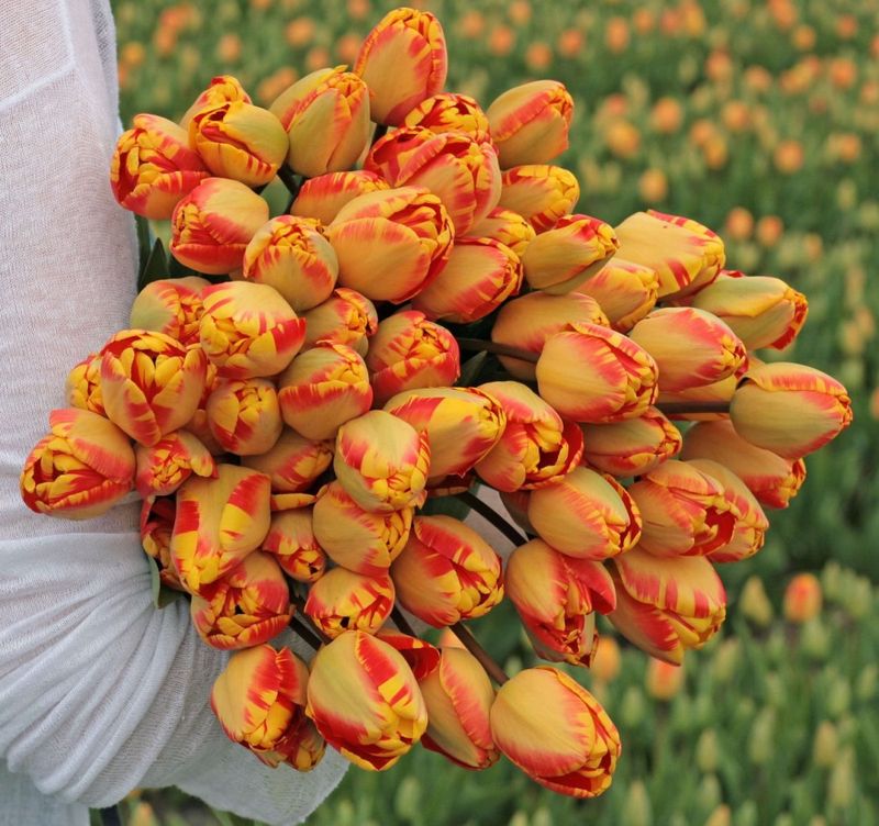Tulipan 'Banja Luka', darwinhybrid - 10 stk