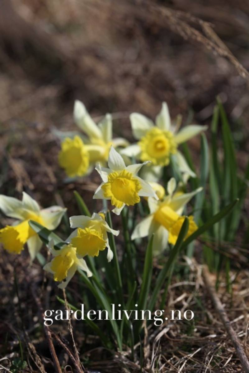 Narcissus pseudonarsissus 'Lobularis’ - 5 stk