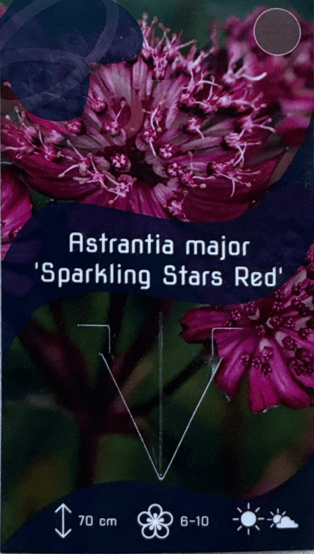 Storstjerneskjerm 'Sparkling Stars Red' - Astrantia major