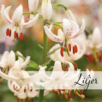 Hovedbilde Liljer