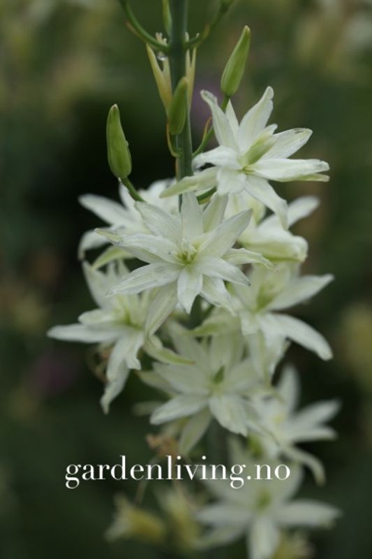 Bjørnestjerne 'Semiplena' - Camassia leichtlinii - 1 stk