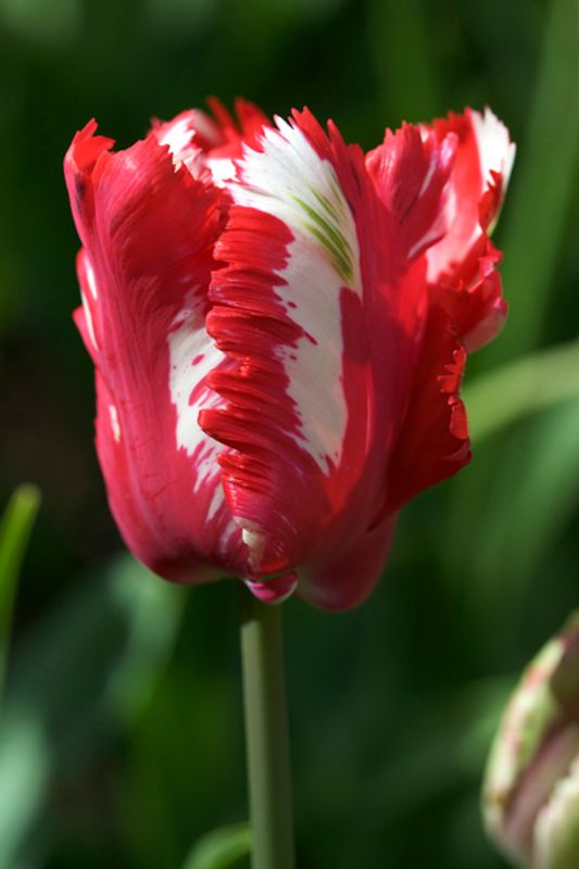Tulipan 'Estella Rijnveld', papegøyeblomstrende - 7 stk