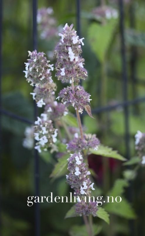 Kattemynte - Nepeta cataria