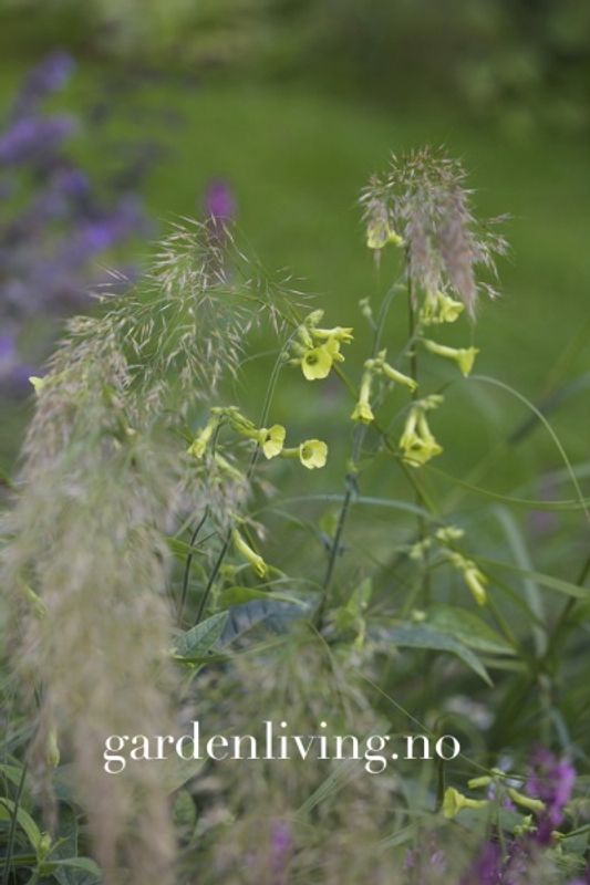 Klokketobakk - Nicotiana langsdorfii