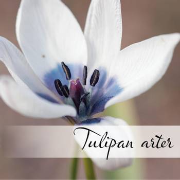 Hovedbilde Tulipan-arter og varieteter