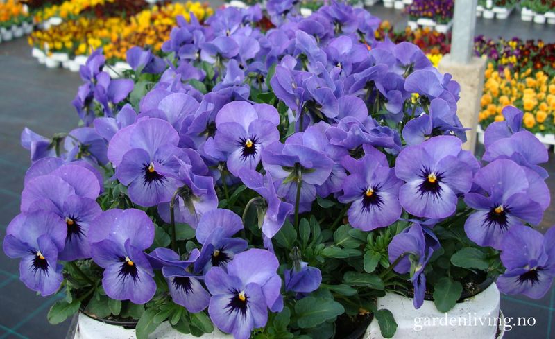 Stemorsblomst 'Floral Power Sky Blue Blotch', småbl. - Viola x williamsii