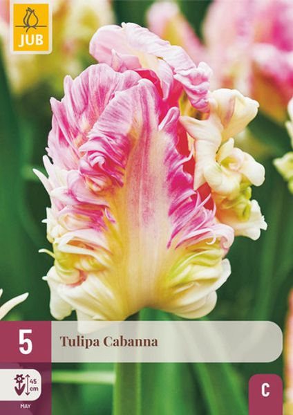 Hovedbilde Tulipan 'Cabanna', papegøyeblomstrende - 5 stk