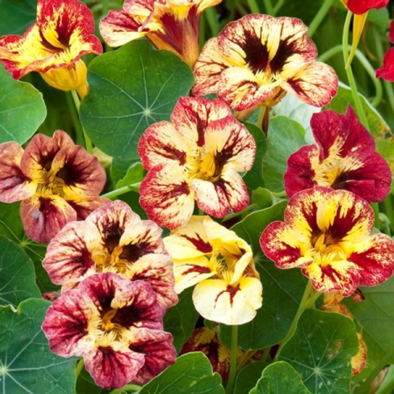 Blomkarse 'Bloody Mary' - Tropaeolum majus