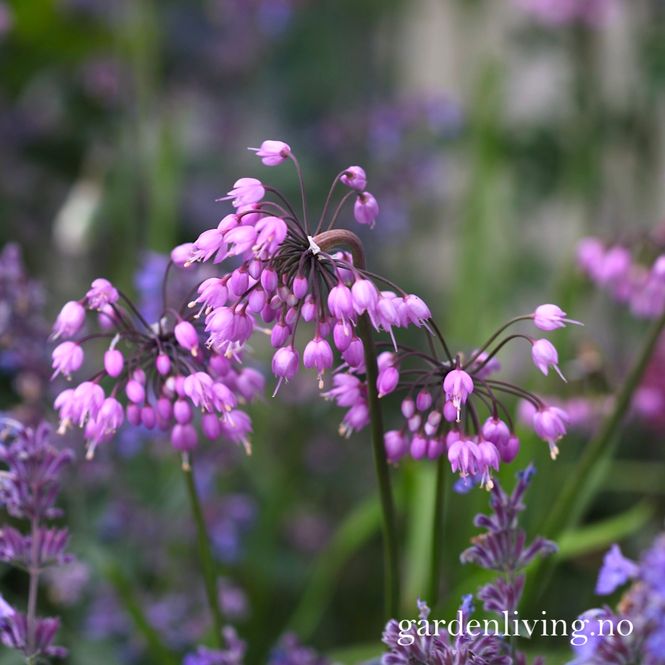 Hovedbilde Prærieløk - Allium cernuum