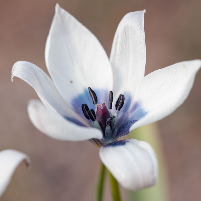 Yndetulipan ’Alba Coerulea Oculata’ - Tulipa - 3 stk