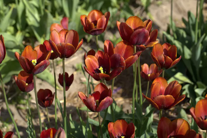 Hovedbilde Historisk Tulipan 'Prince of Wales - Tulipa - 1 stk