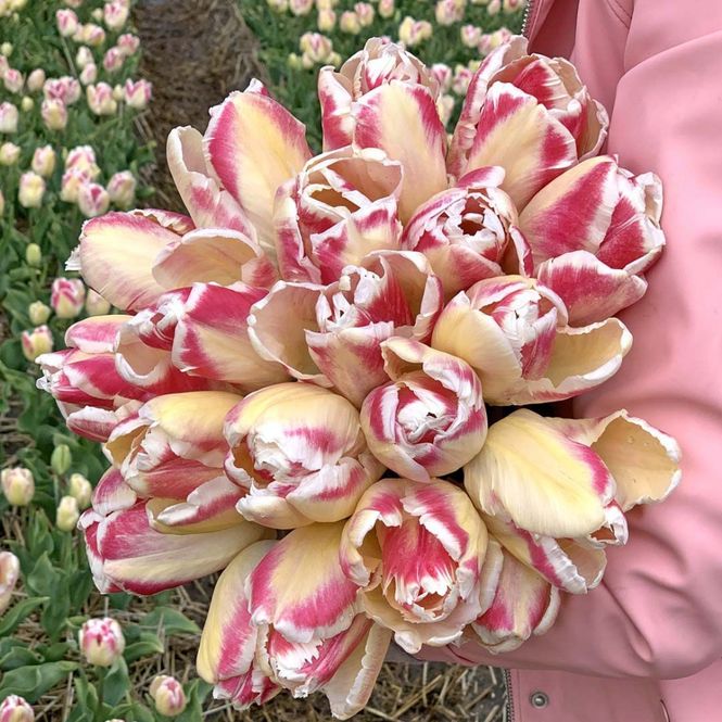 Hovedbilde Tulipan 'Blushing Parrot', papegøyeblomstrende - 10 stk