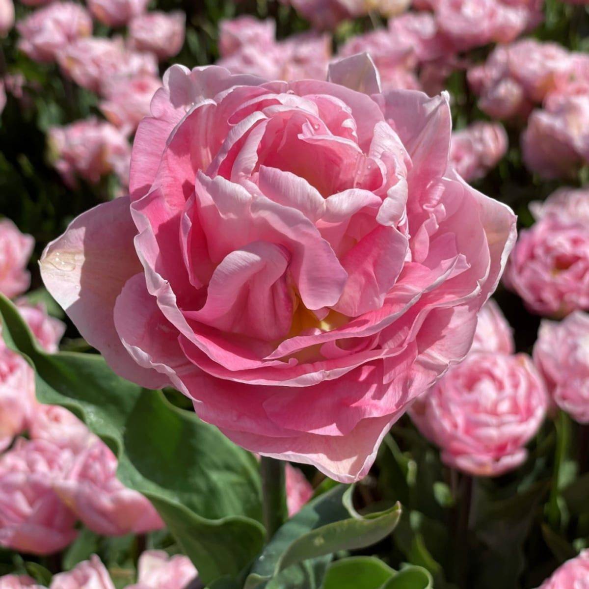 Tulipan 'Mariage’, sen dobbel - 10 stk