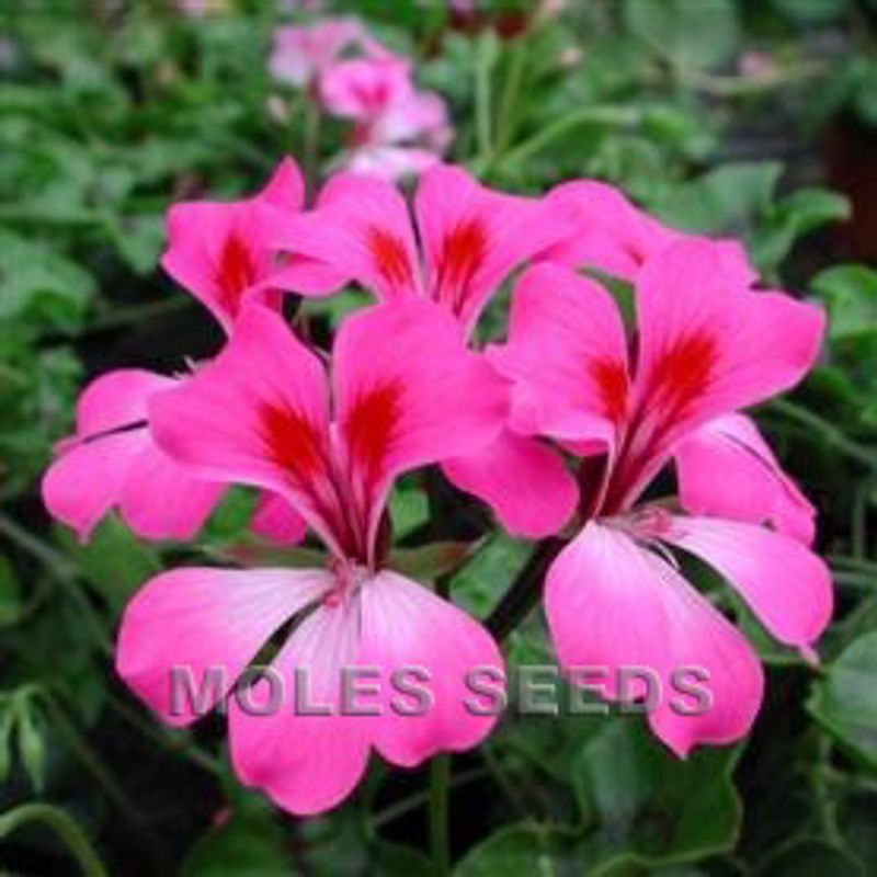 Pelargonium 'Tornado™ Bi Colour Duet' F1, Henge-