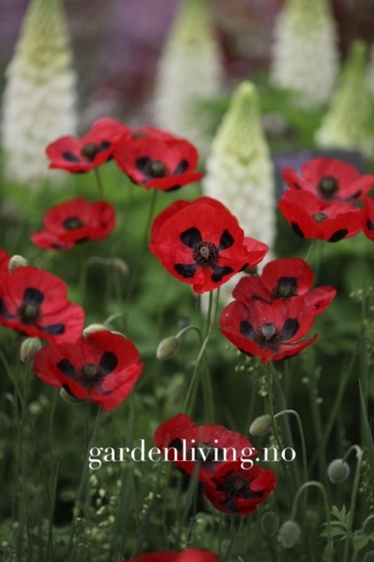 Valmue ’Ladybird’ - Papaver commutatum 