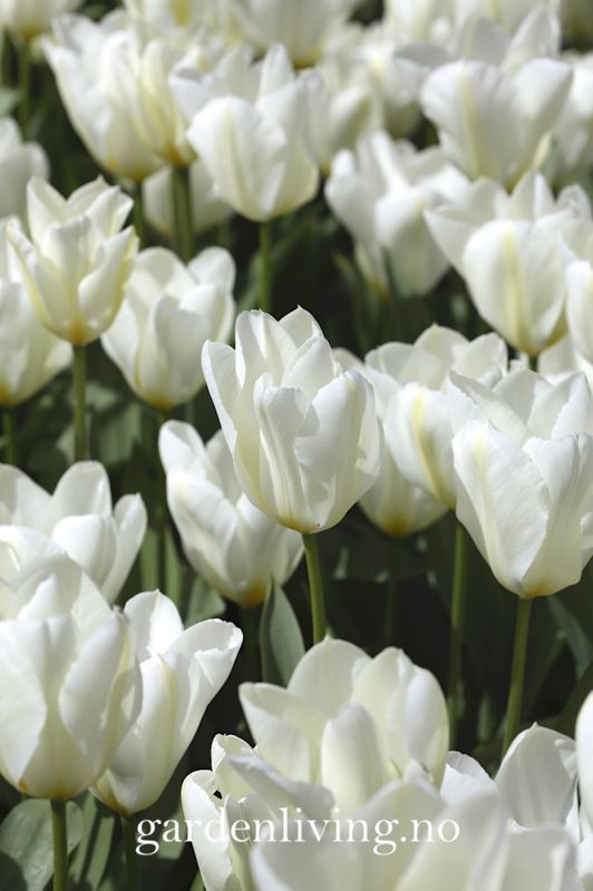 Tulipan 'Purissima', triumphtulipan - 10 stk